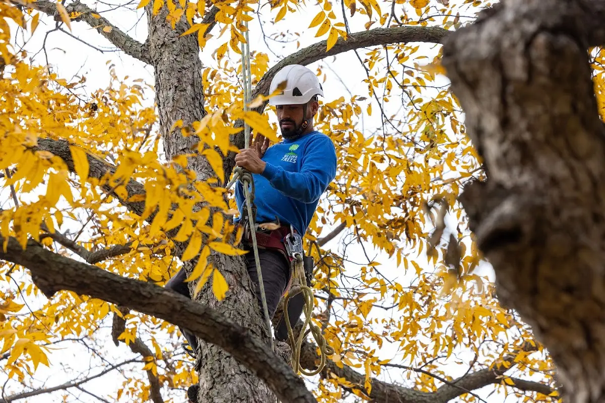 Skilled Tree Planing crew working in Northfield